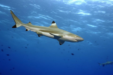 SEA LIFE Melbourne Aquarium Admission Ticket - Attractions Perth 3