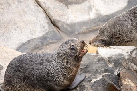 Kangaroo Island Luxury Small Group 'Flinders Chase Focus' Full Day Tour - Attractions Perth 2