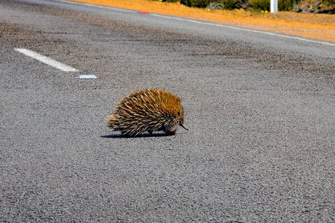 Kangaroo Island Luxury Small Group 'Flinders Chase Focus' Full Day Tour - Attractions Perth 3