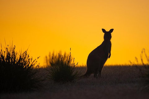 Kangaroo Island Luxury Small Group 'Flinders Chase Focus' Full Day Tour - Attractions Perth 5