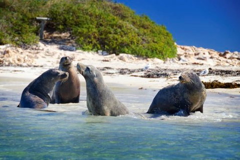 Dolphin, Penguin And Sea Lion Cruise - Attractions Perth 0