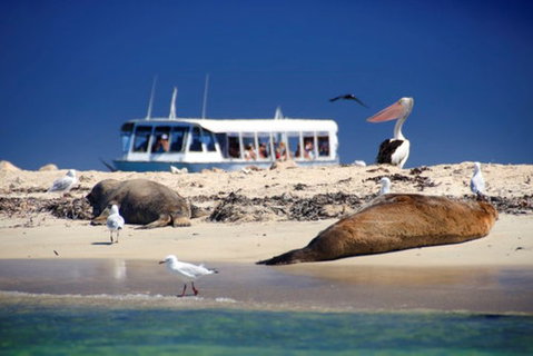 Dolphin, Penguin And Sea Lion Cruise - Attractions Perth 1
