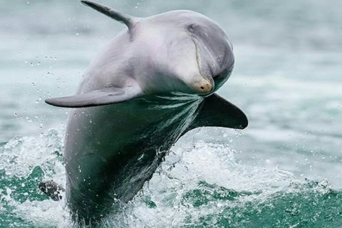 Dolphin, Penguin And Sea Lion Cruise - Attractions Perth 2