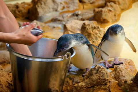 Dolphin, Penguin And Sea Lion Cruise - Attractions Perth 3