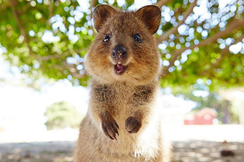Discover Rottnest With Ferry & Bus Tour From Perth Or Fremantle - Attractions Perth 0