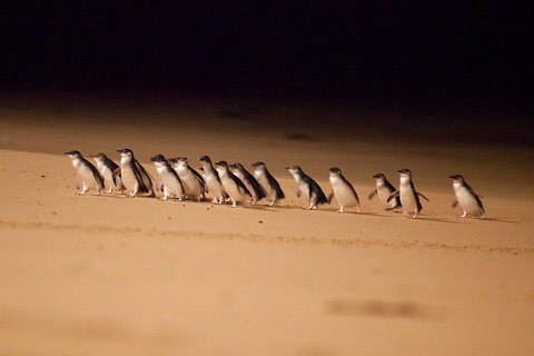 Phillip Island Penguin Parade Express Tour From Melbourne - Attractions Perth 0