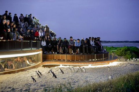 Phillip Island Penguin Parade Express Tour From Melbourne - Attractions Perth 3