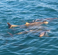 Roebuck Bay Snubfin Dolphin Cruise - Attractions Perth