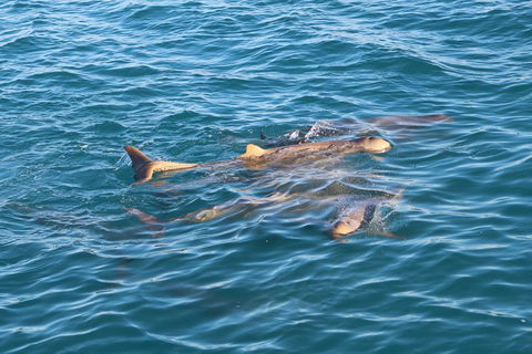 Roebuck Bay Snubfin Dolphin Cruise - Attractions Perth 0