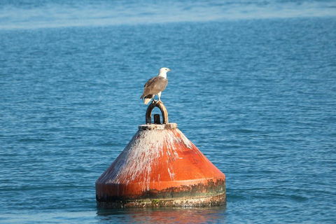 Roebuck Bay Snubfin Dolphin Cruise - Attractions Perth 1