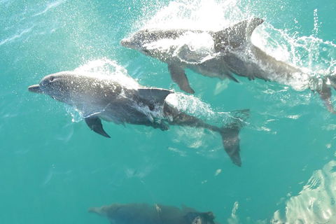 Roebuck Bay Snubfin Dolphin Cruise - Attractions Perth 2