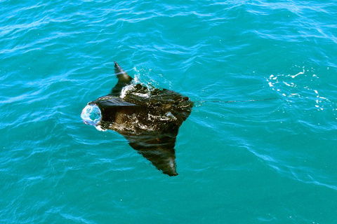 Roebuck Bay Snubfin Dolphin Cruise - Attractions Perth 5