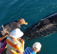 AOC Whale Watching from Broome - Attractions Perth