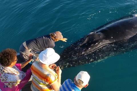 AOC Whale Watching From Broome - Attractions Perth 0