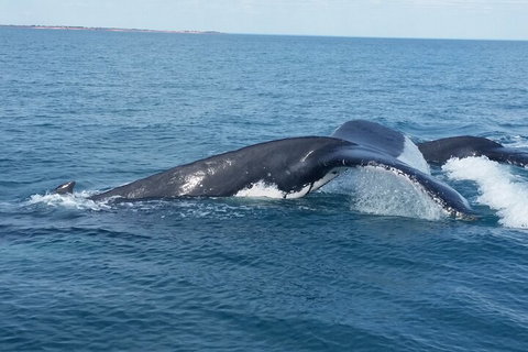 AOC Whale Watching From Broome - Attractions Perth 1