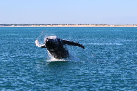 AOC Whale Watching From Broome - Attractions Perth 2