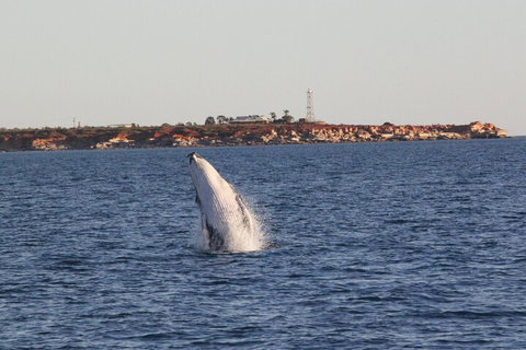 AOC Whale Watching From Broome - Attractions Perth 3