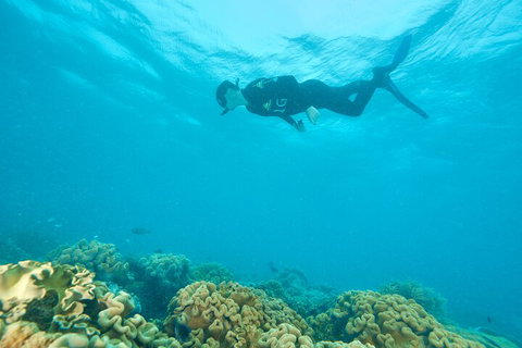 Ocean Freedom Great Barrier Reef Personal Luxury Snorkel & Dive Cruise, Cairns - Attractions Perth 5