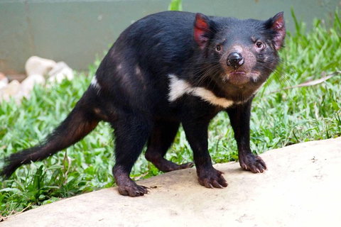 Kuranda Highlights Including Rainforestation Aboriginal Culture And Wildlife - Attractions Perth 3