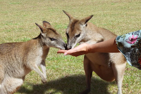 Kuranda Rainforestation & Kuranda Scenic Rail - Attractions Perth 4