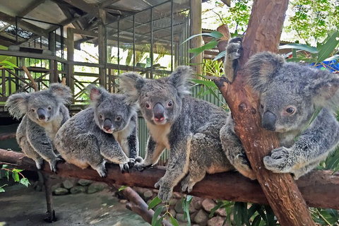 Kuranda Rainforestation & Kuranda Scenic Rail - Attractions Perth 5