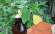 Australian Butterfly Sanctuary- Virtual Interactive Tour With Private Guide - thumb 0