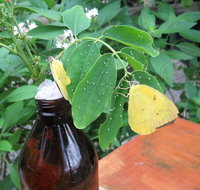 Australian Butterfly Sanctuary- Virtual Interactive Tour With Private Guide - Attractions Perth