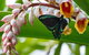 Australian Butterfly Sanctuary- Virtual Interactive Tour With Private Guide - thumb 2