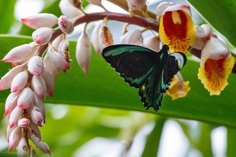 Australian Butterfly Sanctuary- Virtual Interactive Tour With Private Guide - Attractions Perth 2