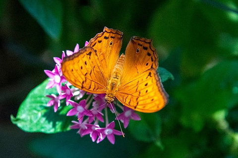 Australian Butterfly Sanctuary- Virtual Interactive Tour With Private Guide - Attractions Perth 3