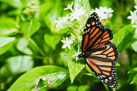 Australian Butterfly Sanctuary- Virtual Interactive Tour With Private Guide - Attractions Perth 4
