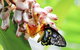 Australian Butterfly Sanctuary- Virtual Interactive Tour With Private Guide - thumb 5