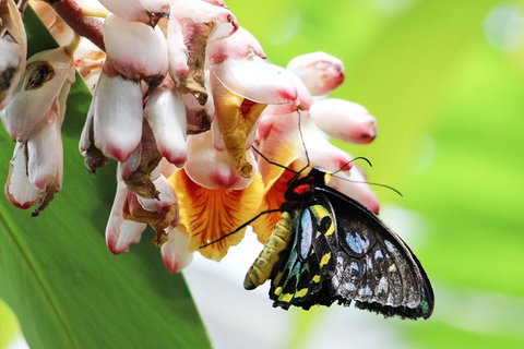 Australian Butterfly Sanctuary- Virtual Interactive Tour With Private Guide - Attractions Perth 5