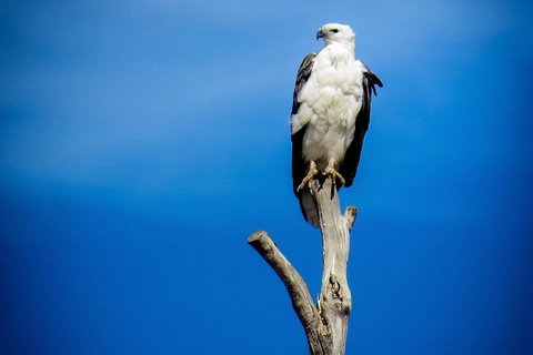 Kangaroo Island 75-Minute Ocean Safari - Attractions Perth 0