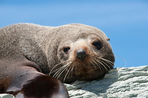 Kangaroo Island 75-Minute Ocean Safari - Attractions Perth 1