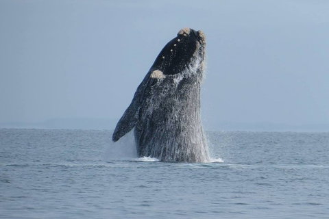 Kangaroo Island 75-Minute Ocean Safari - Attractions Perth 2