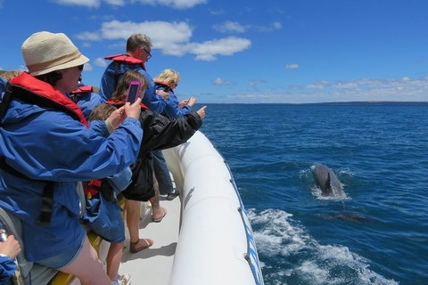 Kangaroo Island 75-Minute Ocean Safari - Attractions Perth 3