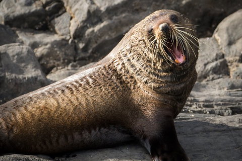 Kangaroo Island 75-Minute Ocean Safari - Attractions Perth 5