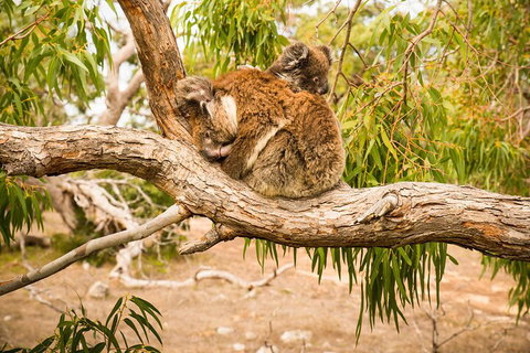 10 Day Perth To Adelaide Private Tour - The Great Australian Wilderness Journey - Attractions Perth 4