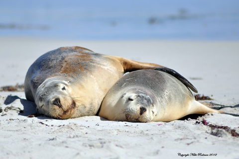 NEW TOUR - Kangaroo Island Road To Recovery Tour (1 Day/1 Night) - Attractions Perth 1