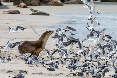 Full-Day Kangaroo Island Experience Departing From Kangaroo Island - Attractions Perth 1