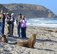 Full day Seal Bay Experience departing from Kangaroo Island - Attractions Perth