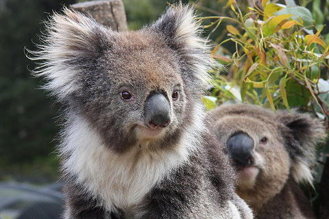 Kuranda Koala Gardens And Birdworld Admission Tickets - Attractions Perth 0