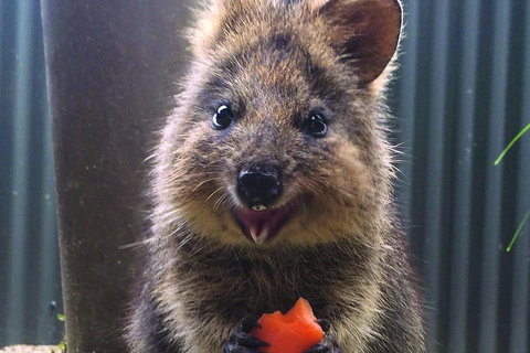 Kuranda Koala Gardens And Birdworld Admission Tickets - Attractions Perth 2