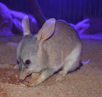 Kuranda Wildlife Experience Three Attraction Pass - Attractions Perth