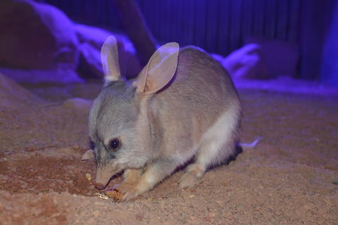 Kuranda Wildlife Experience Three Attraction Pass - Attractions Perth 0