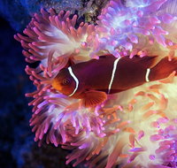 Cairns Aquarium by Twilight with 3-Course Dinner - Attractions Perth