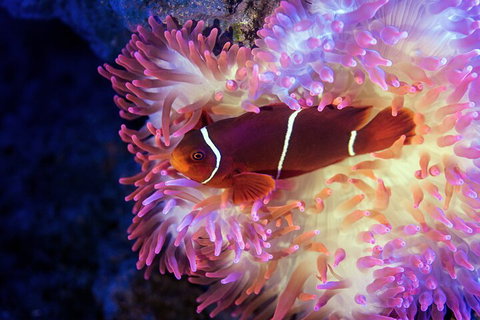 Cairns Aquarium By Twilight With 3-Course Dinner - Attractions Perth 0