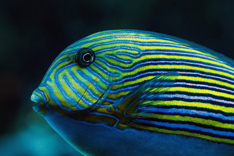 Cairns Aquarium By Twilight With 3-Course Dinner - Attractions Perth 5