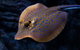 Cairns Aquarium Tour By Twilight With Drink And Appetiser - thumb 0